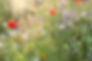 Fleurs avec rayon de soleil
