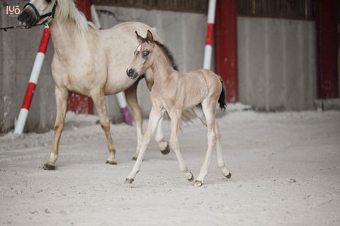 Centre équestre à Comines-Warneton, Haras de Virchel