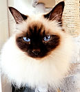 Yuki