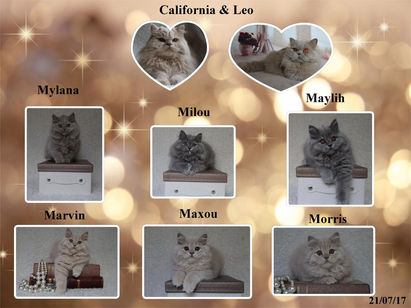 California & Leo
