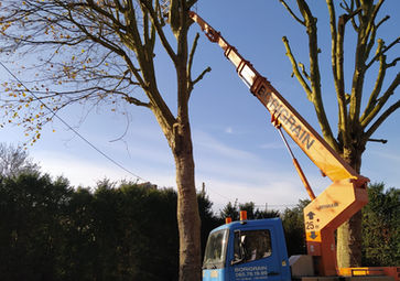 abattage dans un jardin