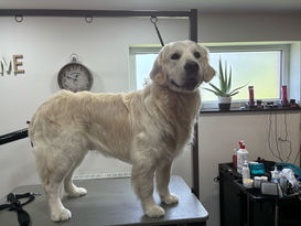 Salon de toilettage Dog Beauty