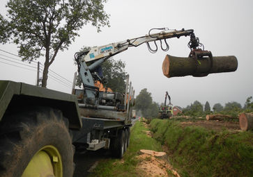 gros abattage sur voie publique