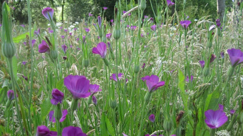 Création Jardin Wavre