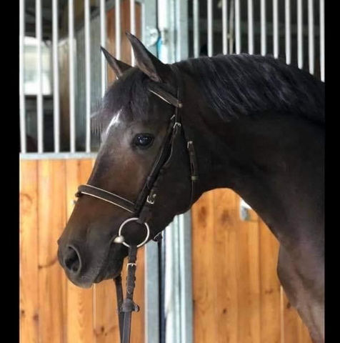 Centre équestre à Comines-Warneton, Haras de Virchel