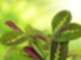 prayer plant, calm plants, meditation plant, pink plants, garden app, easy plants, cool indoor plants, garden app