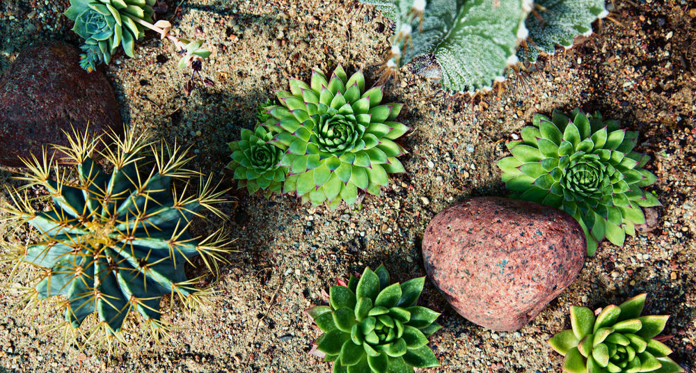 Difference between Cacti, Succulents, and Euphorbia