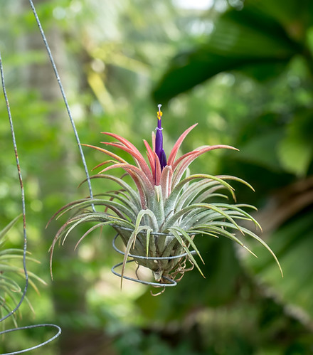 air plant, unique plants, cool plants, cool indoor plant, indoor plants, plant care, pest id, garden help