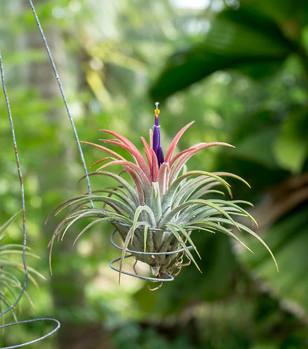 air plant, unique plants, cool plants, cool indoor plant, indoor plants, plant care, pest id, garden help