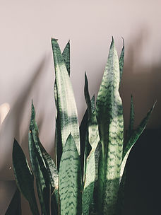 merwyn-d-nJEu1aMpdMw-unsplash.jpg