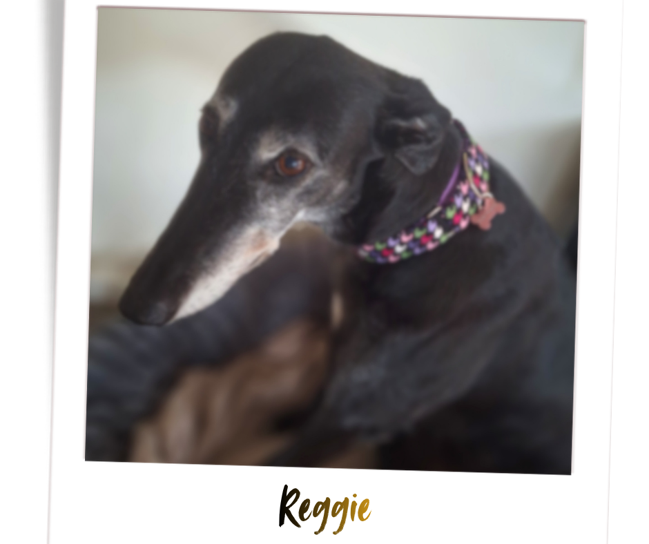 Thumbnail: 40mm Martingale Collars  "Classic"- Collars by Christine