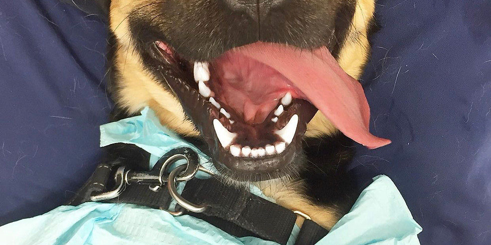Pearly White Pets at Dogtopia Canton
