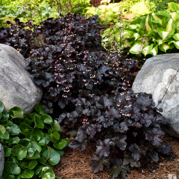 Heuchera 'Black Pearl' PW Trade 1 Gallon Coral bell Perennial  HEUBP72
