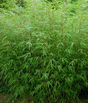Fargesia rufa 'Green Panda' 2Gal Bamboo Perennial FARGEGREPA02