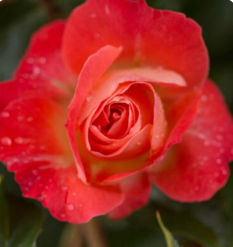 Nursery Rosa Easy Elegance 'Coral Cove' 2Gal Rose ROSAEECC0002