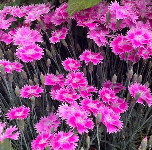 Dianthus EverBloom Watermelon Ice Perennial 1Gal PP33901 ECG15