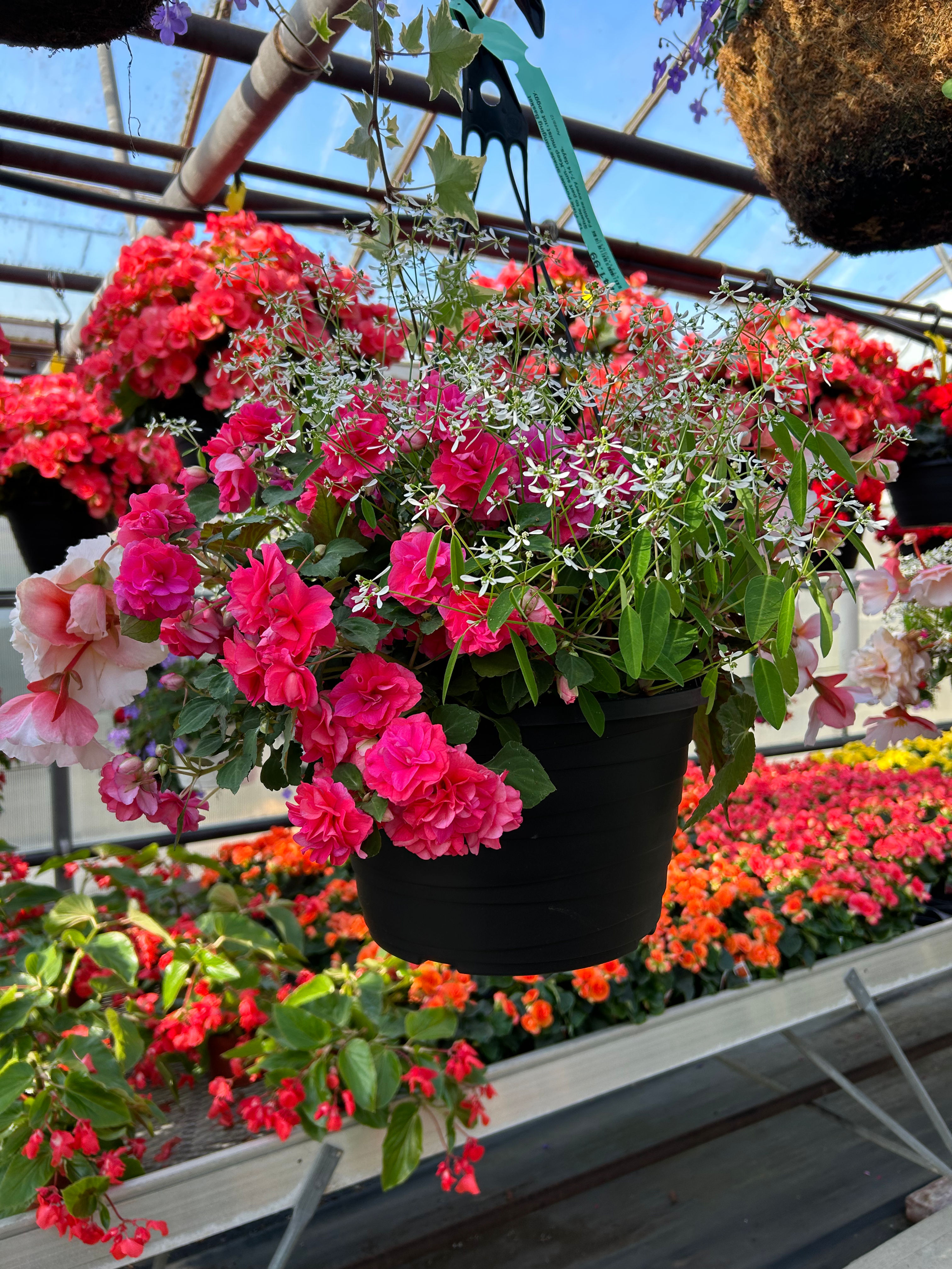 12'' Hanging Basket assorted annhb12