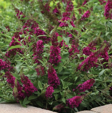 Buddleia (Butterfly Bush) Chrysalis Cranberry Perennial 1Gal 4572465