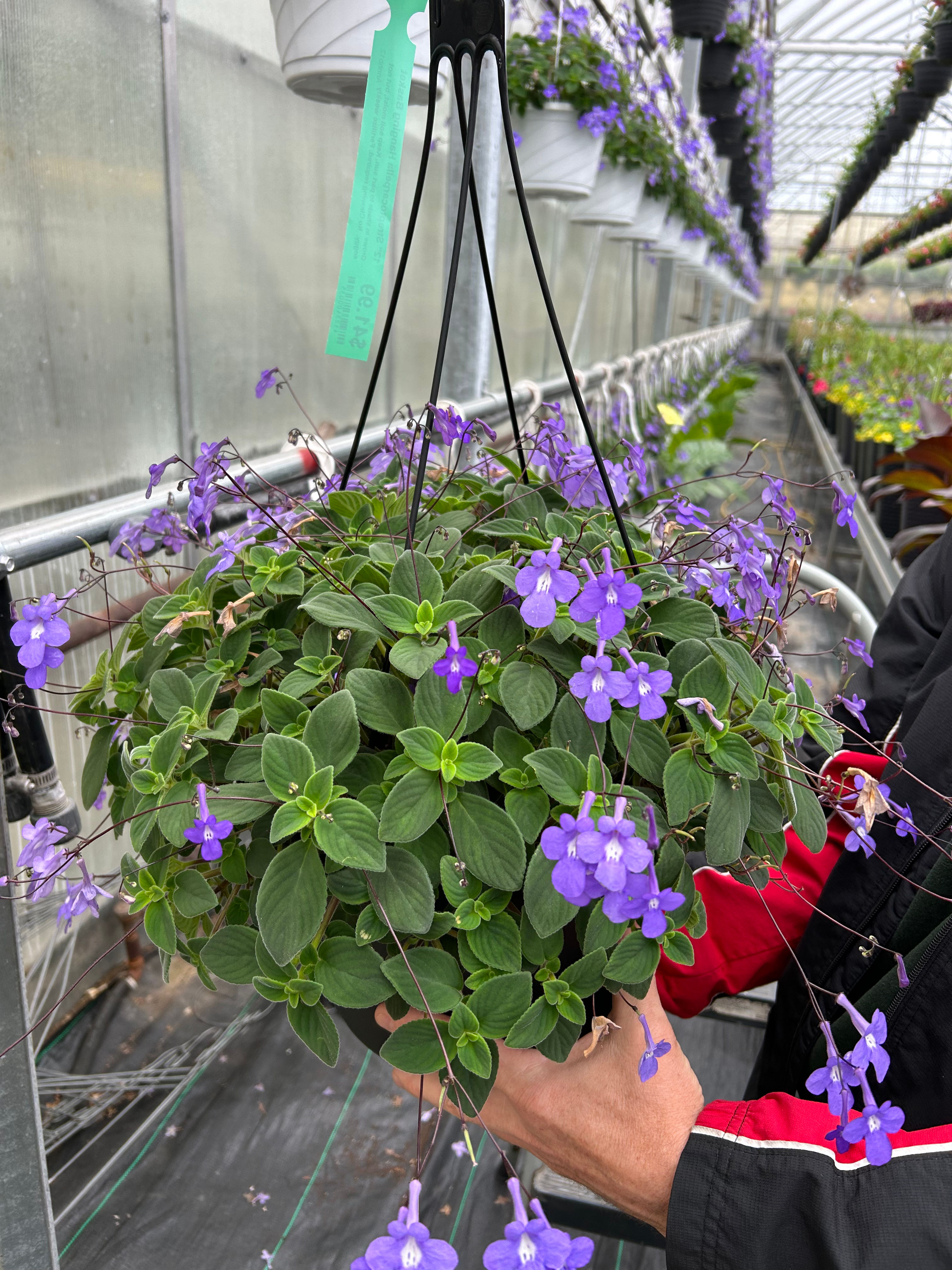 12” Streptocarpella Hanging Basket Annual