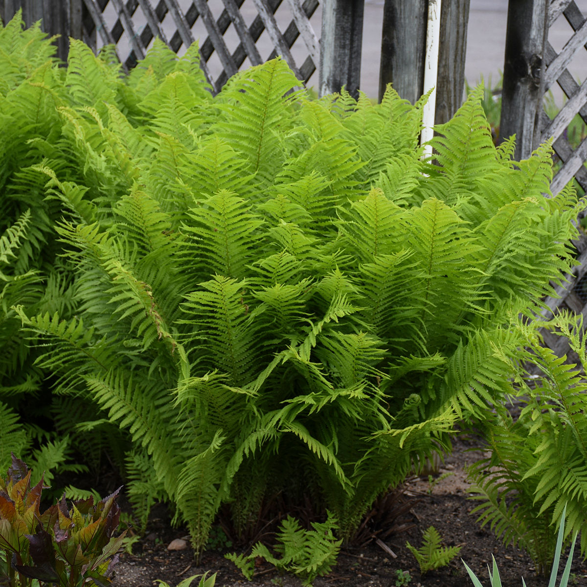 Matteuccia struthiopteris Ostrich Fern -Native  2Gal Perennial MATTESTRUT02