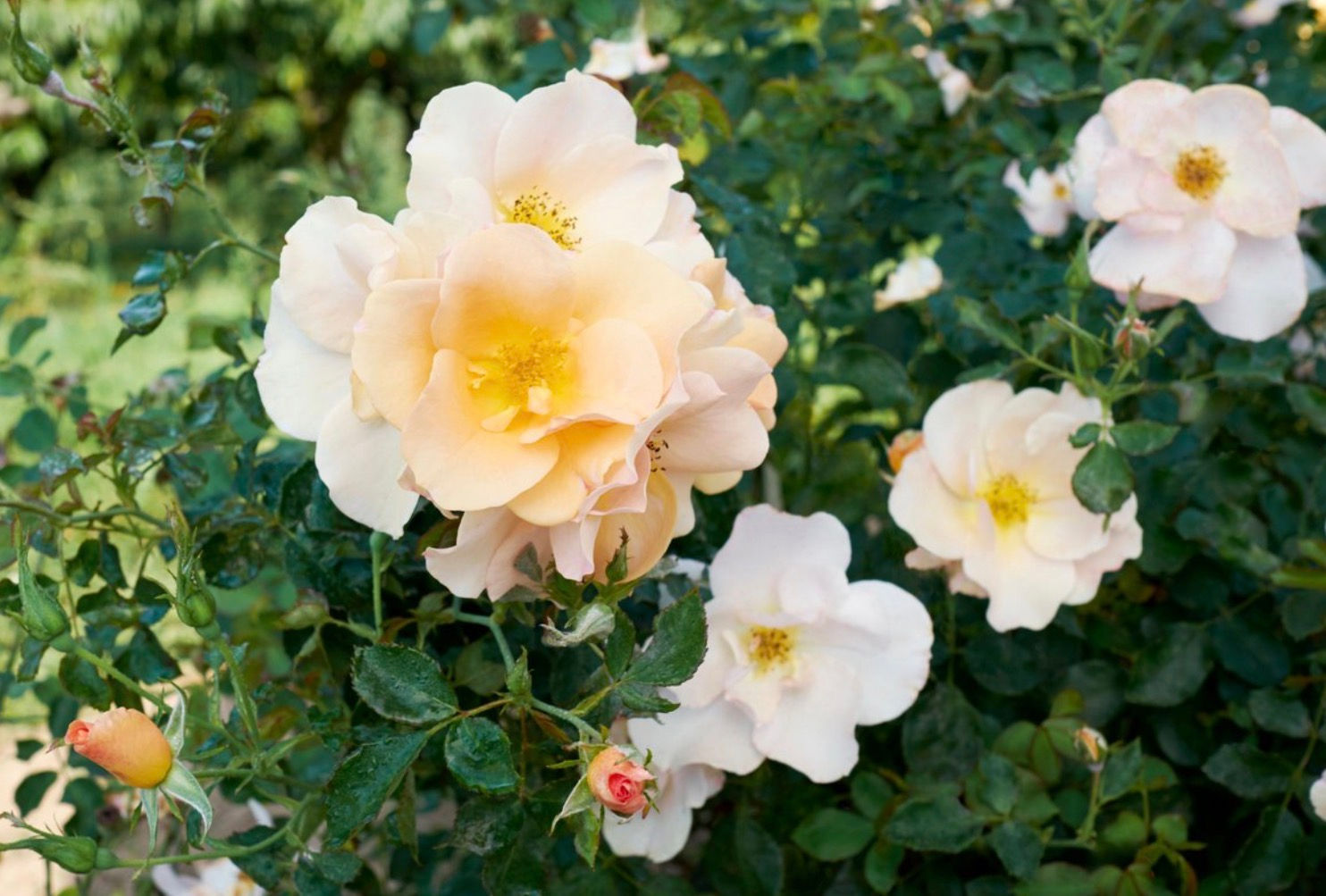 Nursery Rosa 'Chinook Sunrise' 2Gal Rose ROSACHSU0002