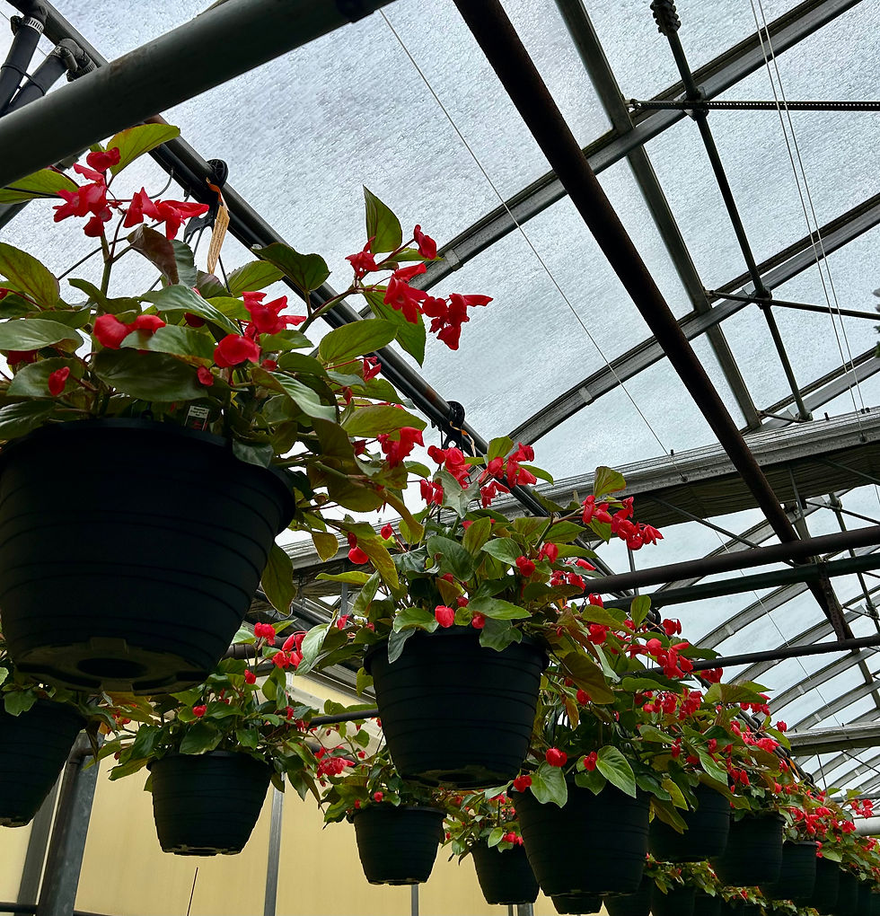 Thumbnail: Dragonwing Hanging Basket 13"