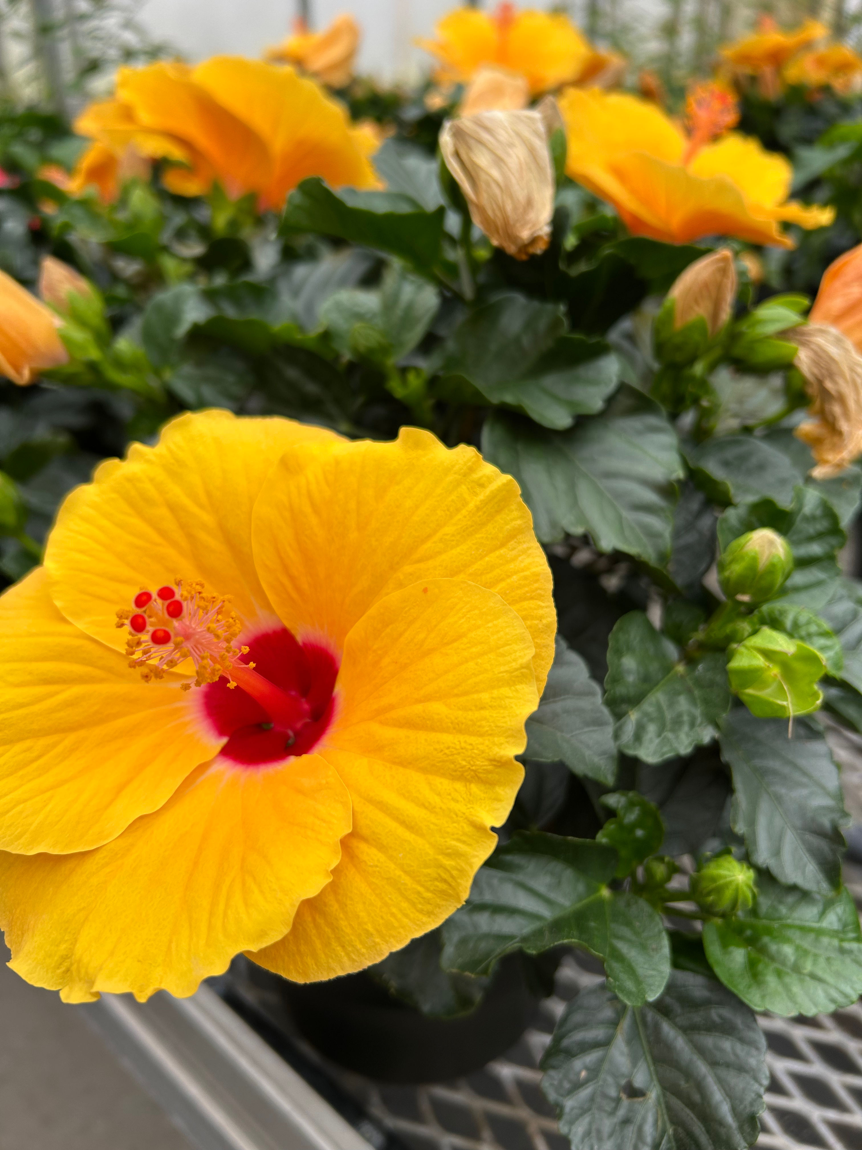 Hibiscus Assorted Colours Wind Series 8in Bush Annual AHIB8