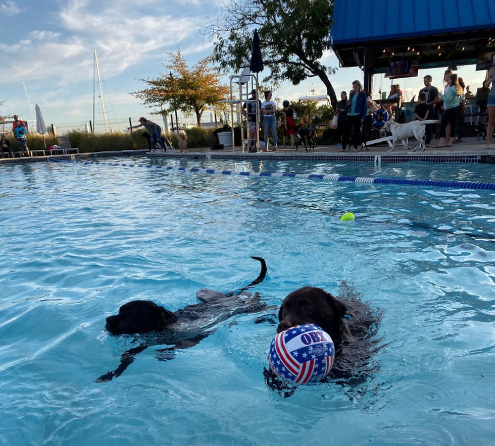 DOCC x Swim Club Dog Swim