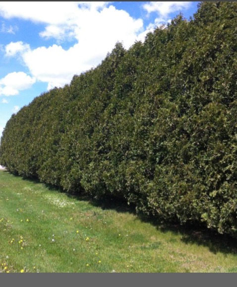 Nursery Thuja BLACK CEDAR 60cm 3Gal THO-BL-06-03