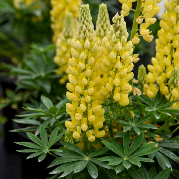 Lupinus polyphyllus MINI GALLERY Series - Yellow  1Gal LUPMY30