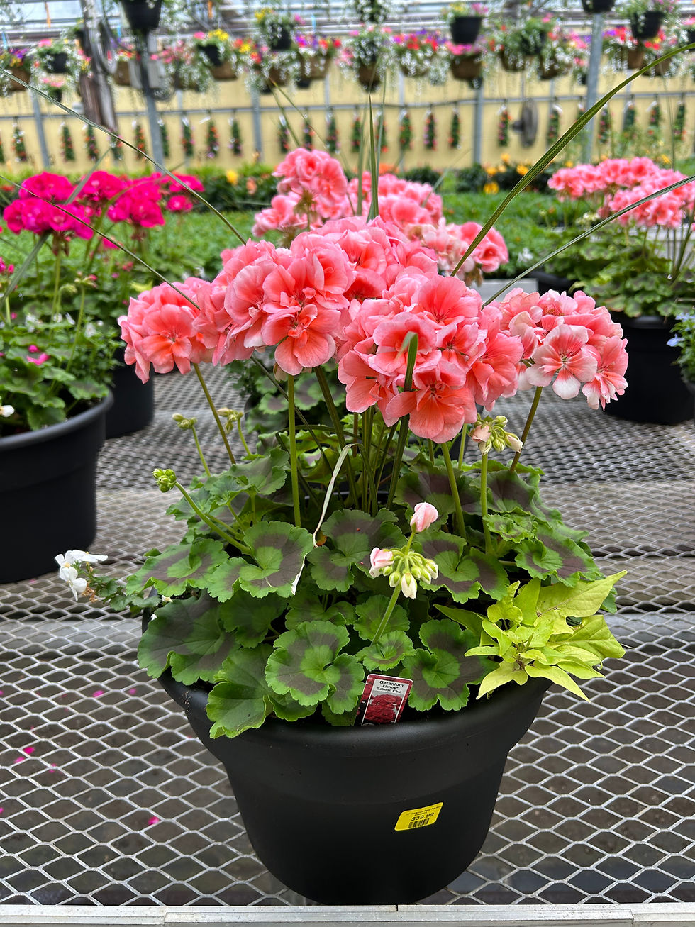 Thumbnail: 12" Geranium Assorted Colours Patio Pot Planter (spike and fillers) annppger12