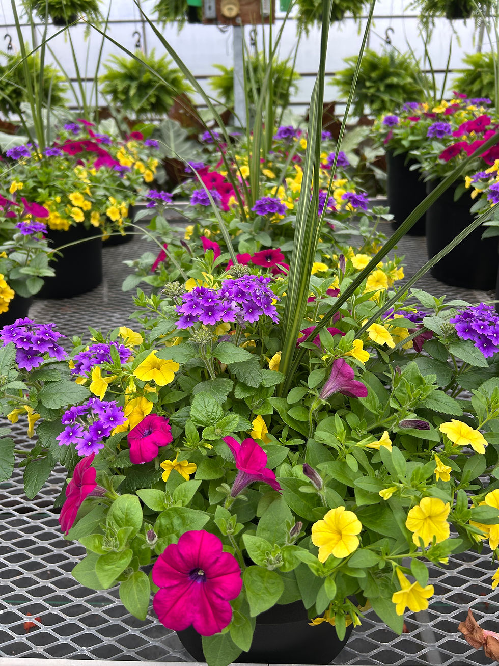 Thumbnail: 12" Patio Pot Mixed Planter Annual patpot12