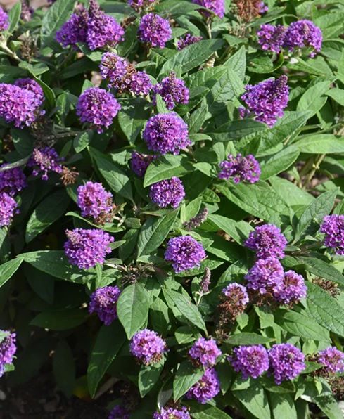 Buddleia Chrysalis Purple Butterfly Bush Perennial 1Gal PP33847 ECG9