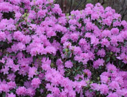 Nursery Rhododendron 'P.J.M. Elite' 2Gal RHODPJME0002