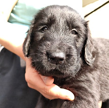 MR WHITE_IMG20230927085207.jpg