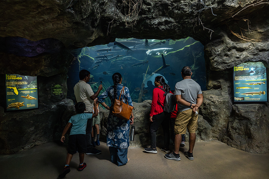 Families observing native Florida fish in a cave-themed indoor aquarium exhibit