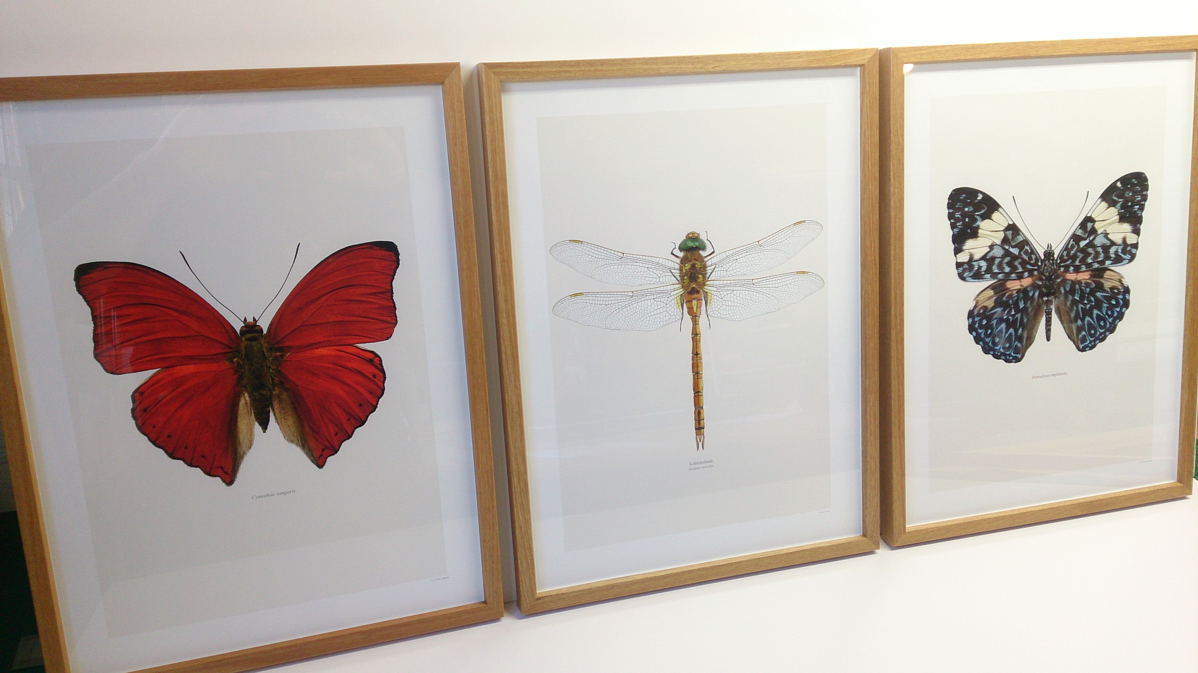 Picture Framing & Art Supplies, Personality Framers, Gisborne, NZ