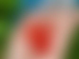 野いちご、知ってますか?