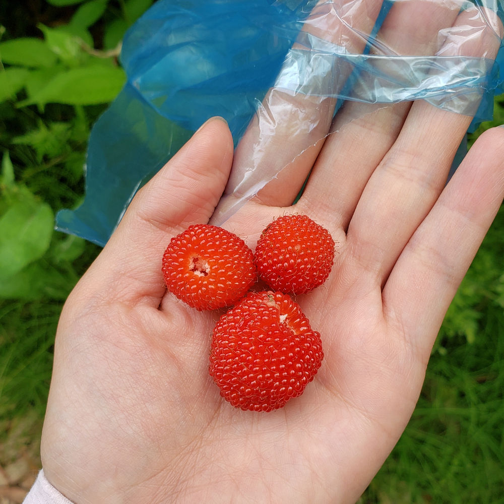 野いちご 知ってますか