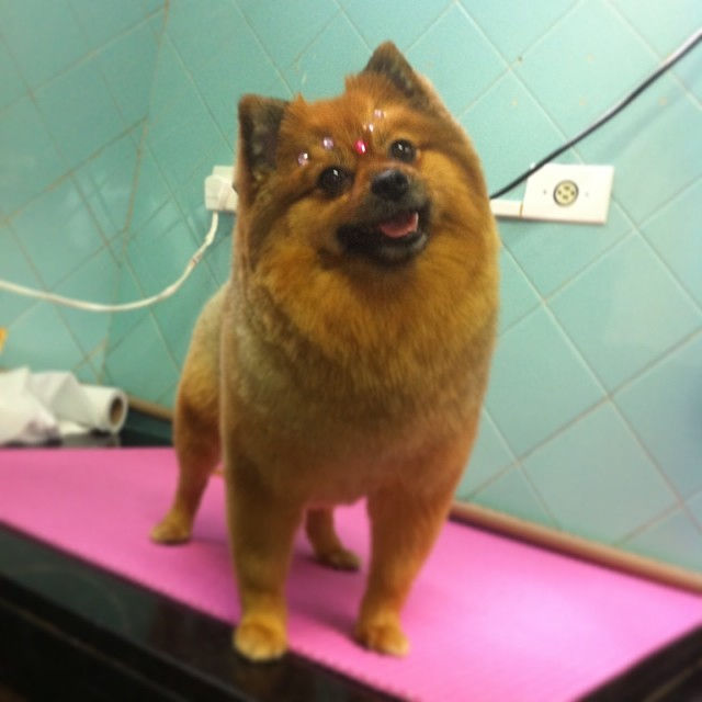 Tosa Lulu da Pomerânia