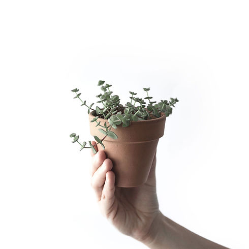 Plant