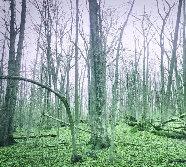 bare trees in a forest in early spring