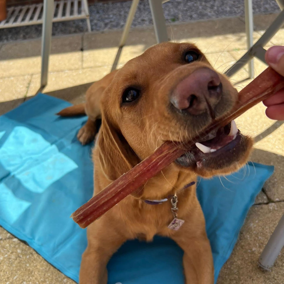 Thumbnail: Pizzle (Bully Stick) - Extra thick 