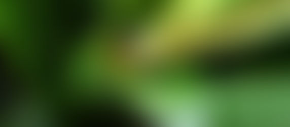 Devastating Fall Armyworm Invasion Threatens Corn Harvests for Smallholder Farmers in Timor-Leste