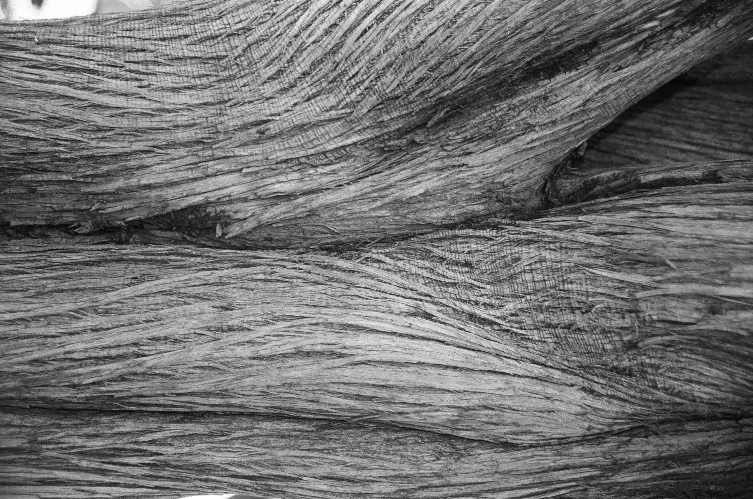 Ecorce 2 (Format 60 X 90)