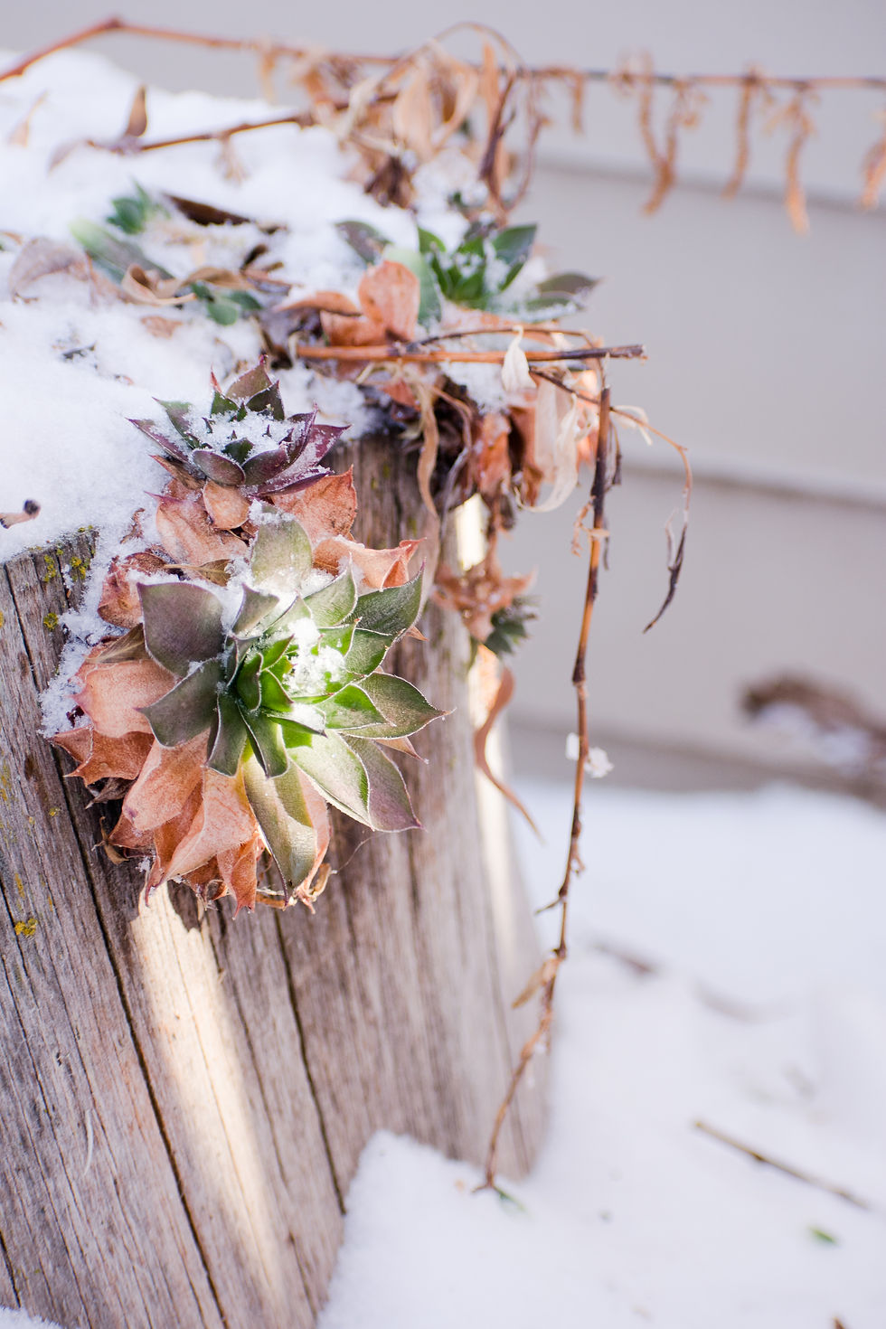 It's amazing how snow can take something that is already beautiful, and amplify it!