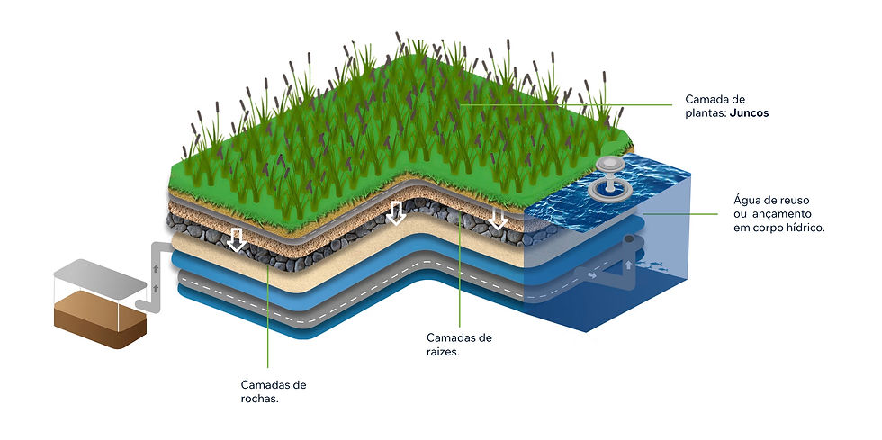Infográfico de como funciona um sistema de Wetland