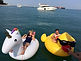 floating boat.jpg