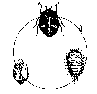 C-504figLIFE CYCLE OF A CARPET BEETLE.gi