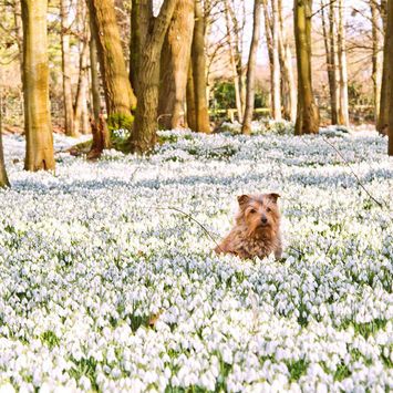 Snowdrops at Welford Park